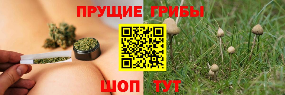 Псилоцибиновые грибы Psilocybine cubensis Благодарный